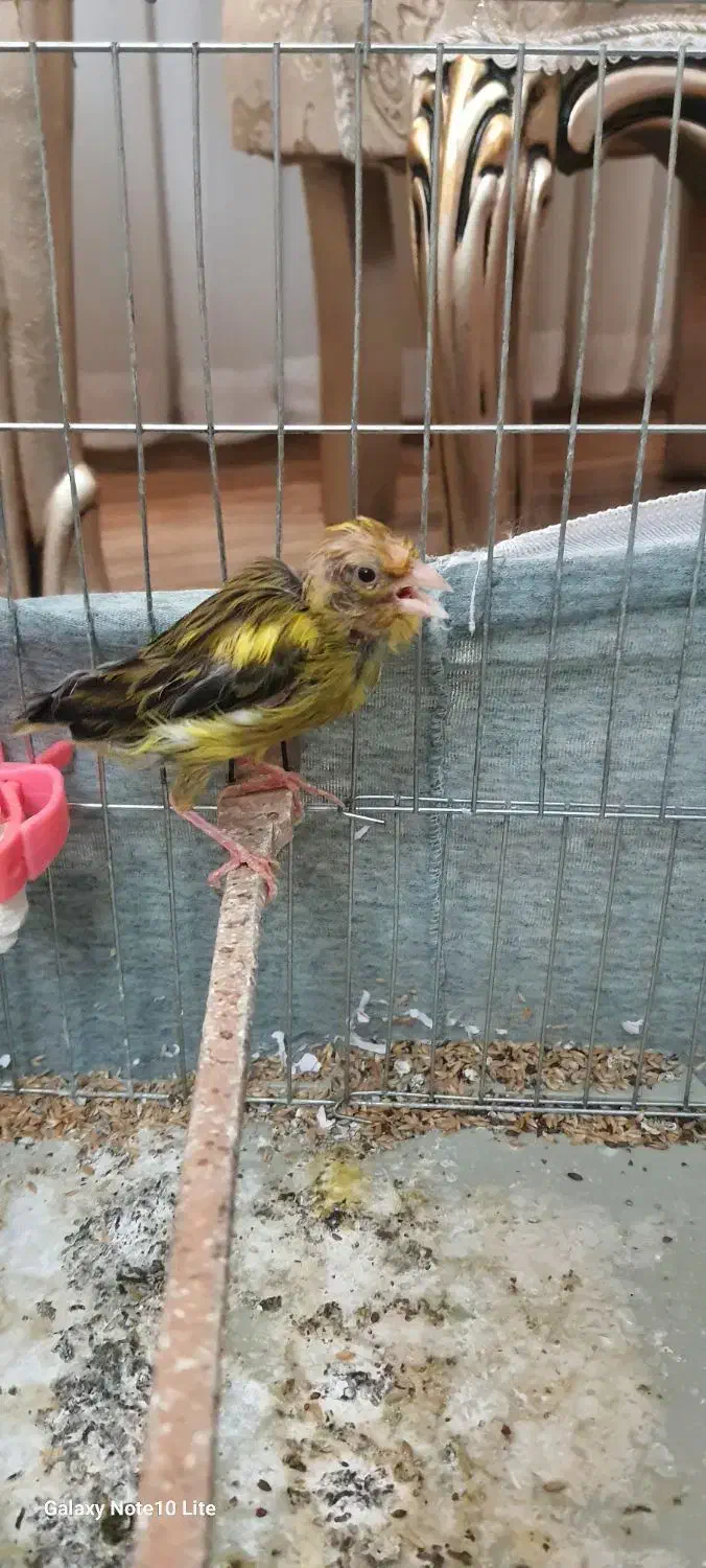 ماده سبز|پرنده|شاهدشهر, |دیوار