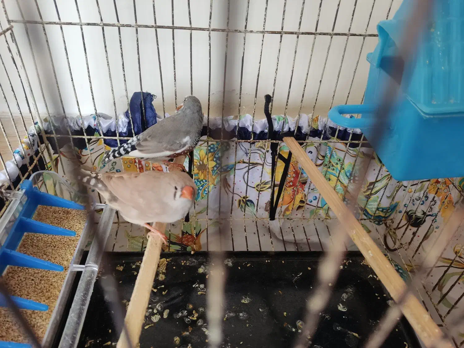 فنچ|پرنده|سنقر, |دیوار