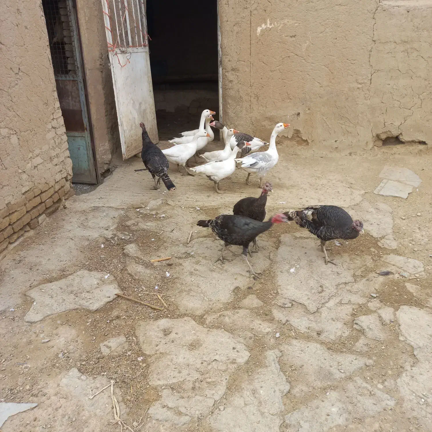 غاز و بوقلمون|حیوانات مزرعه|همدان, |دیوار