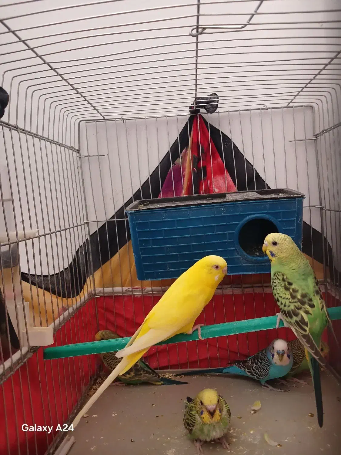 ۶عددمرغ عشق|پرنده|شیراز, ریاستی|دیوار