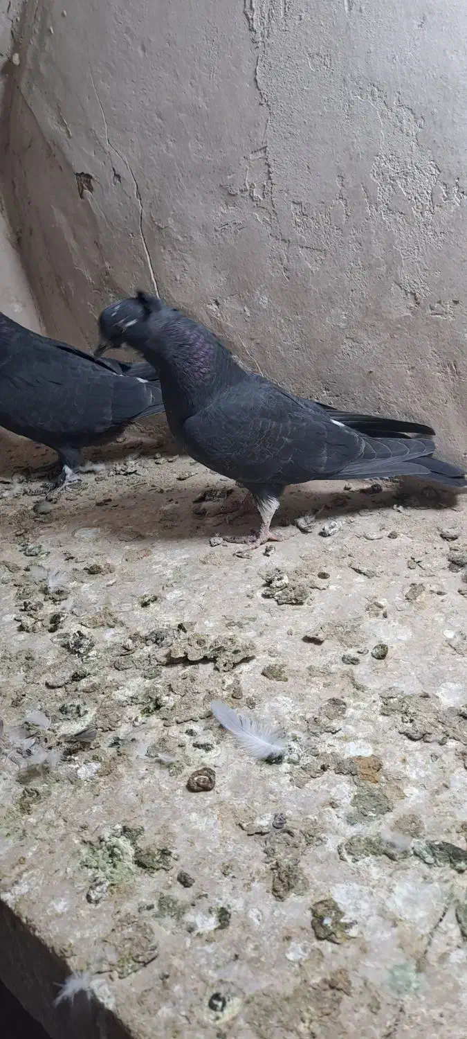 جوجه|پرنده|کاشان, درب اصفهان|دیوار