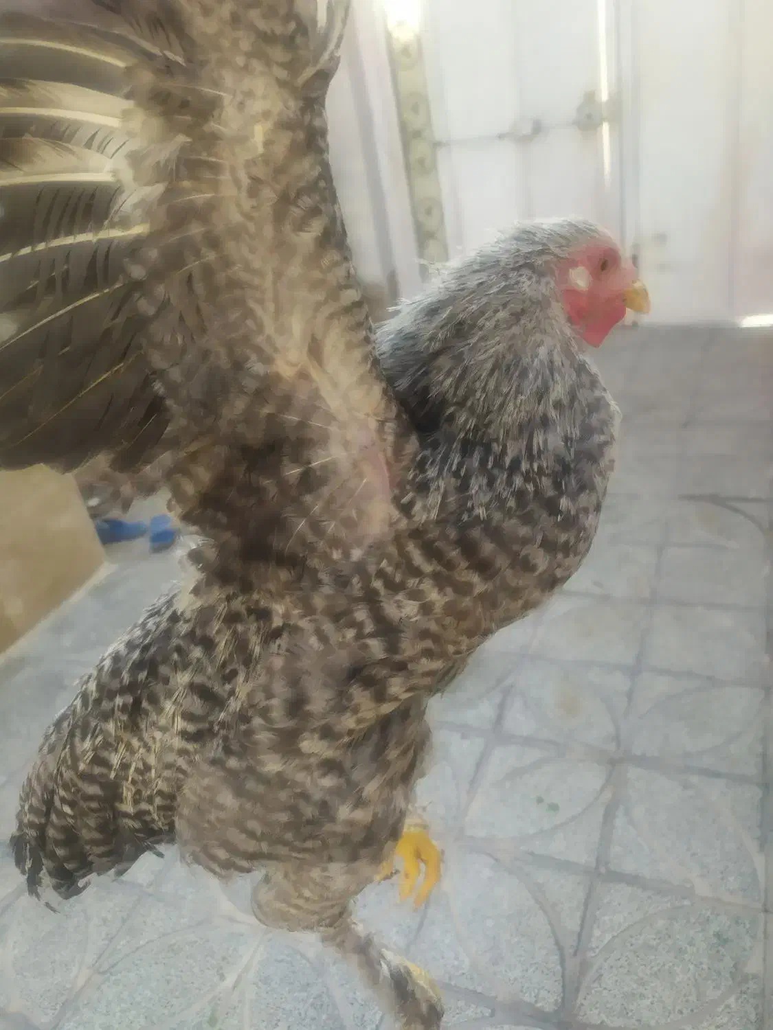 دو عدد خروس برهما 6 ماهه|حیوانات مزرعه|مرودشت, مسجد رسول‎|دیوار