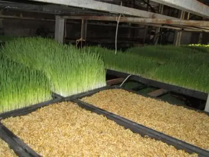 سبزه عید|گل و گیاه طبیعی|یزد, |دیوار