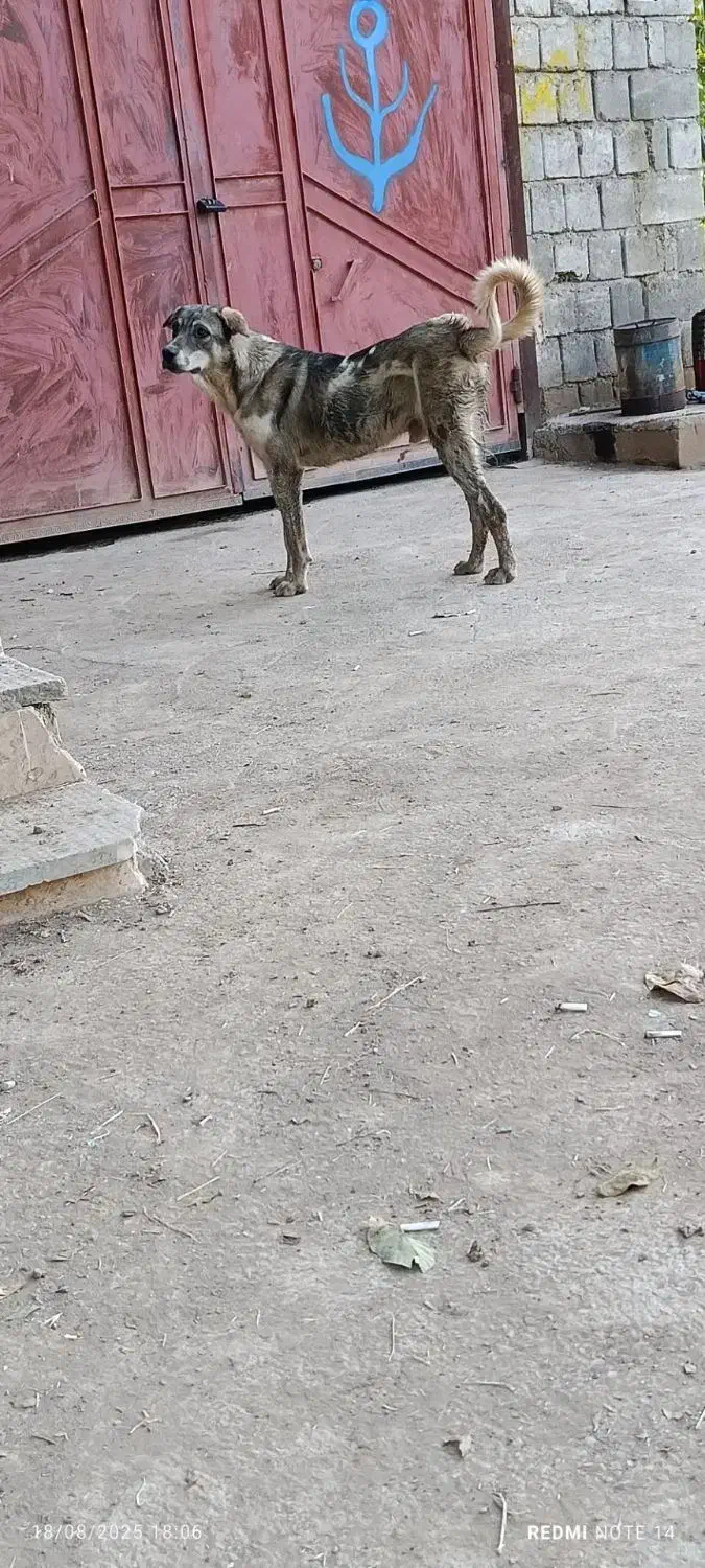 گمشده|حیوانات|شاهین دژ, |دیوار