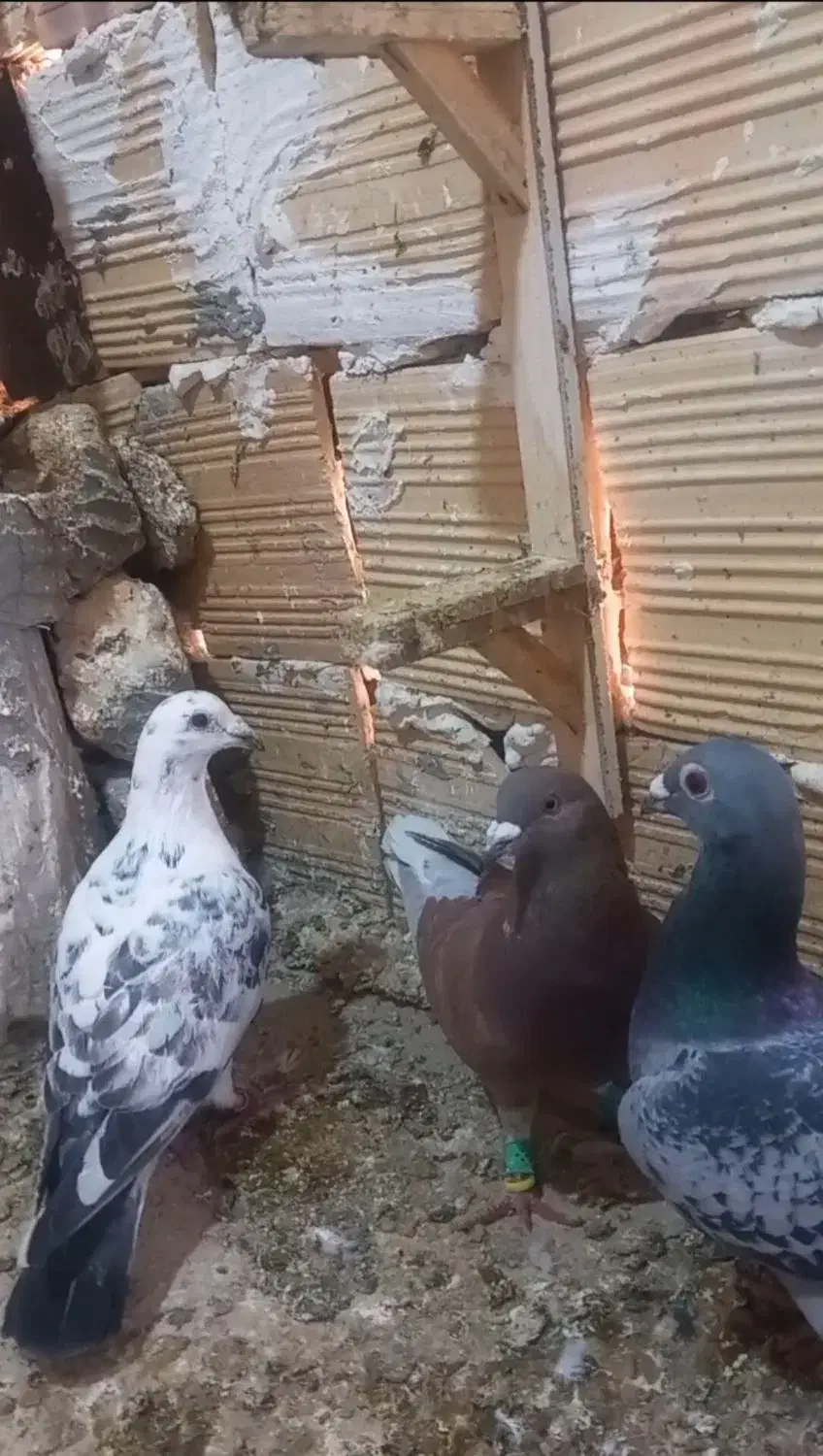 کفتر|پرنده|قائن, |دیوار