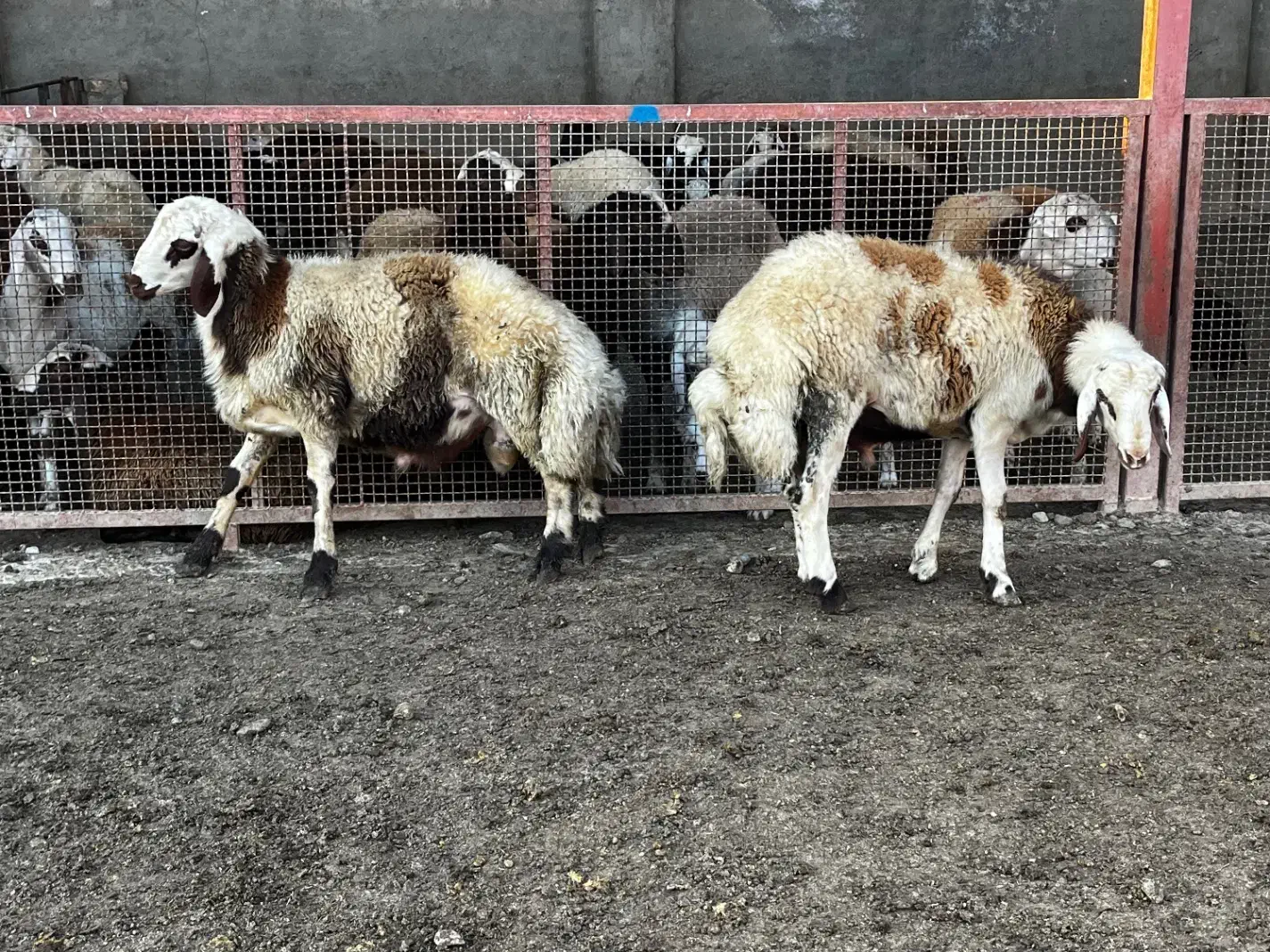 بره قوچ|حیوانات مزرعه|آق قلا, |دیوار