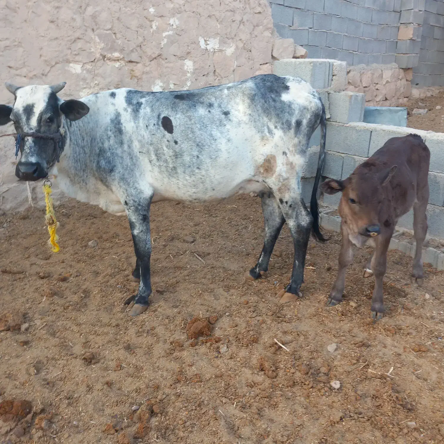 گاو و گوساله|حیوانات مزرعه|کردیان, |دیوار