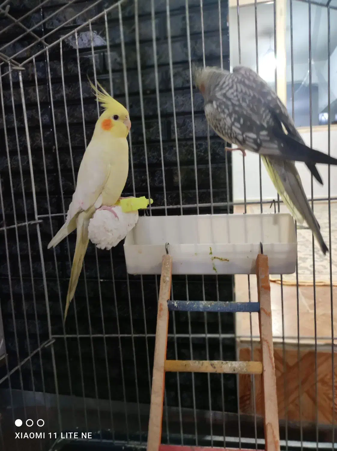 طوطی معاوضه با کفتر|پرنده|الوند, |دیوار