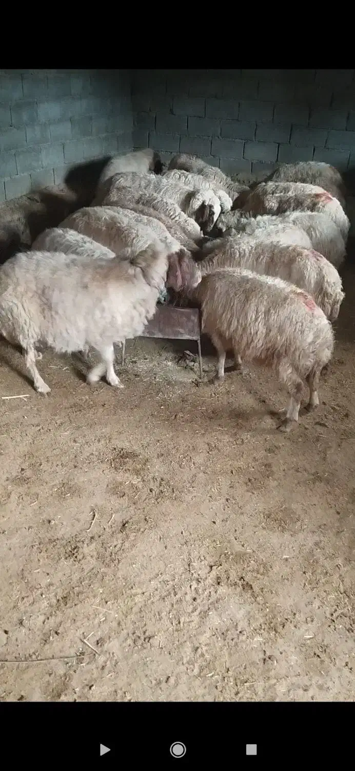 گوسفند ابستن|حیوانات مزرعه|ملکشاهی, |دیوار