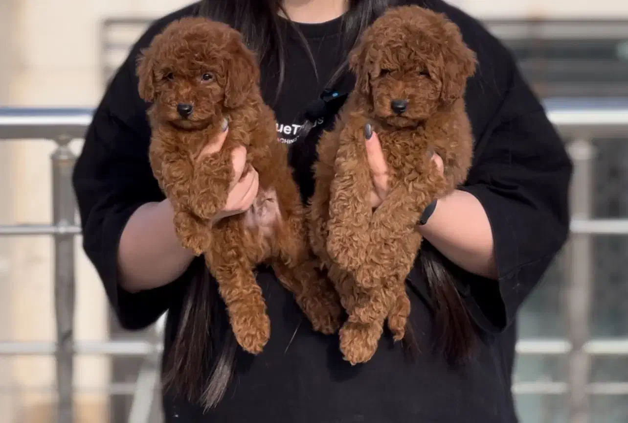 توی پودل دارک رد نروماده|سگ|مشهد, هفت تیر (آب و برق)|دیوار