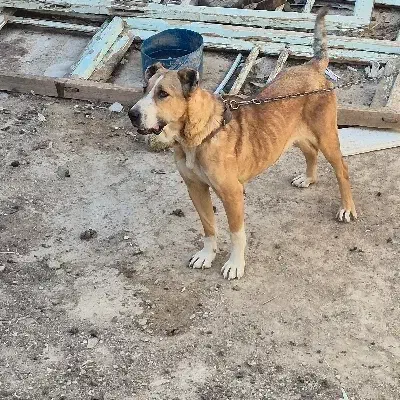 سگ سرابی|سگ|بن, |دیوار