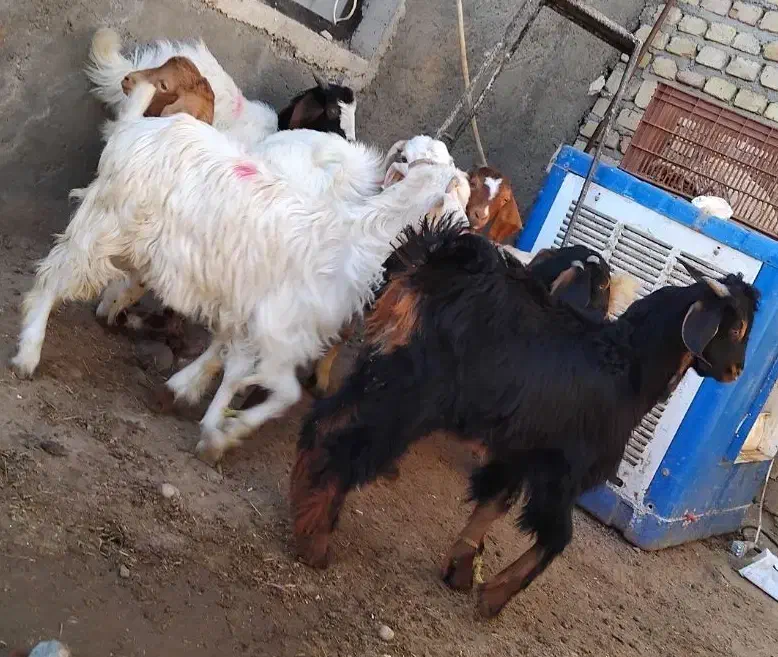 بزغاله نر  چاق گوشتی داشتی|حیوانات مزرعه|قدس, شهر‌قدس|دیوار