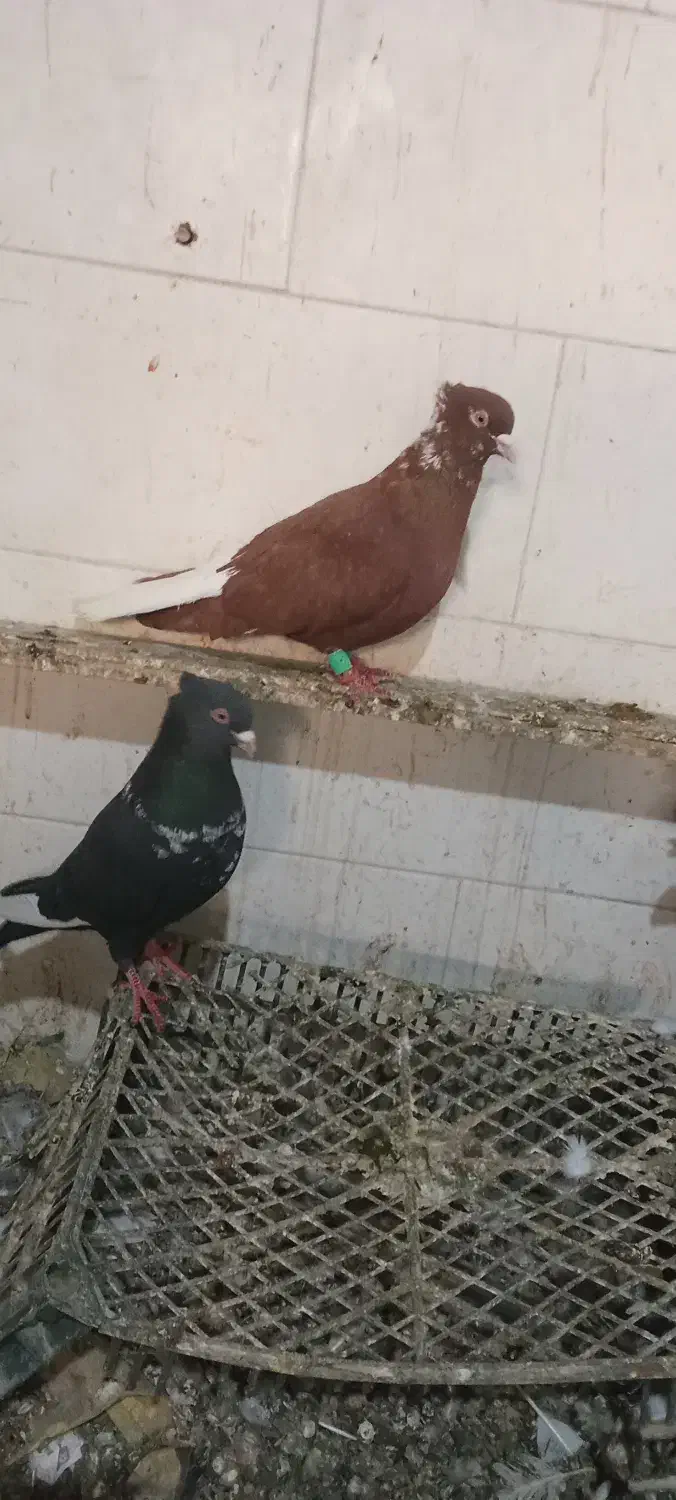 کبوتر|پرنده|شوشتر, |دیوار