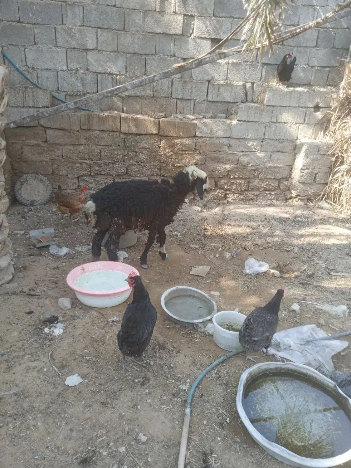 بره ماده|حیوانات مزرعه|آبپخش, |دیوار