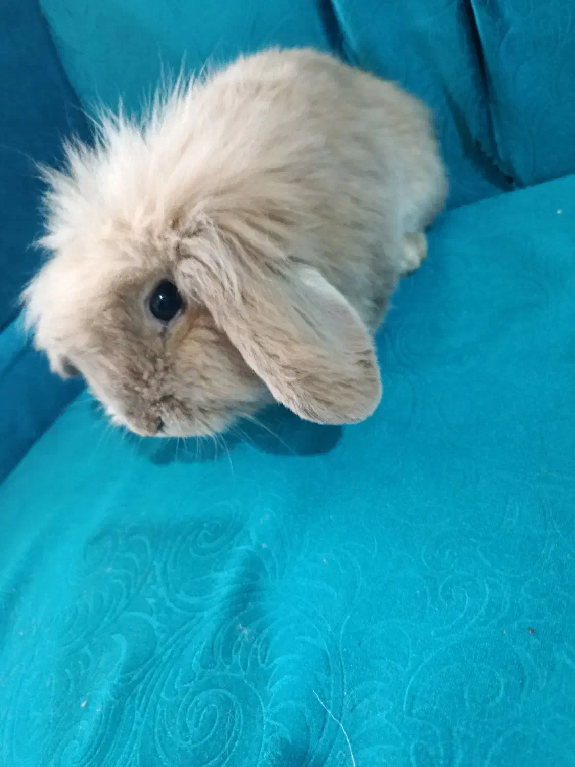 خرگوش لوپ اصیل|موش و خرگوش|تربت جام, فاز ۱ فرهنگیان|دیوار