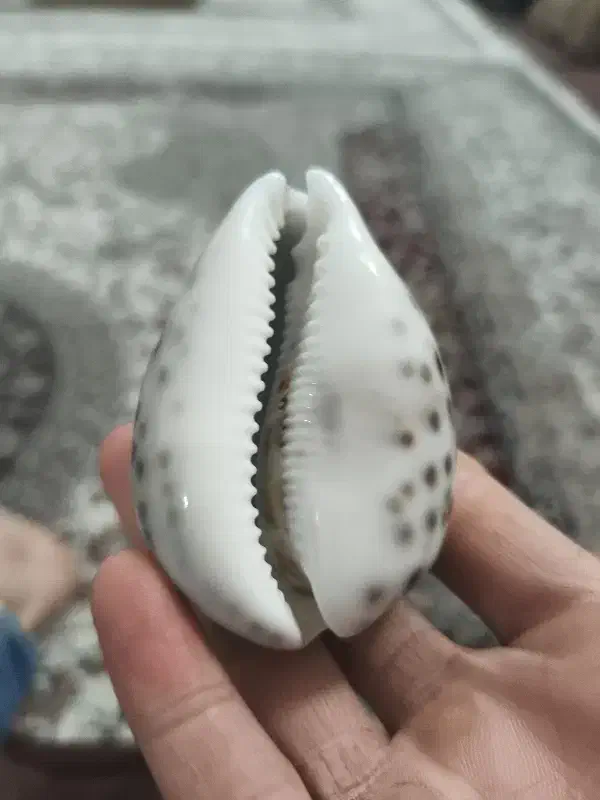 تزئینات|کلکسیون اشیاء عتیقه|کرج, حصارک پایین|دیوار