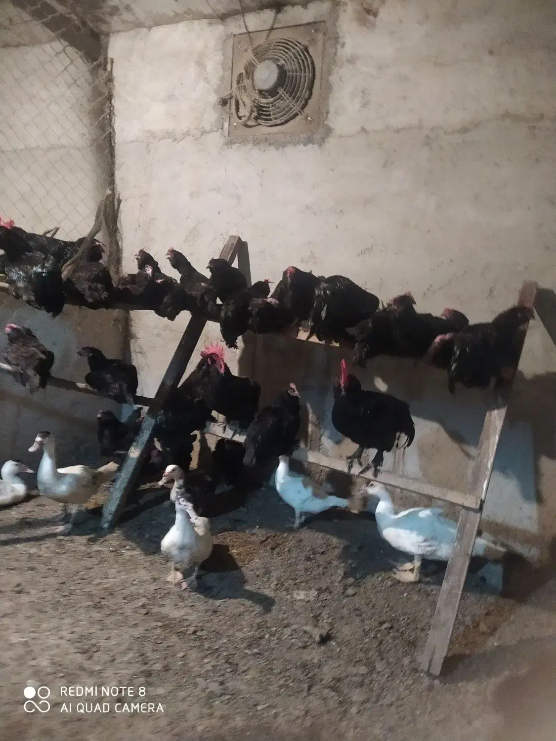 مرغ و خروس مرندی اصل|حیوانات مزرعه|ساری, |دیوار