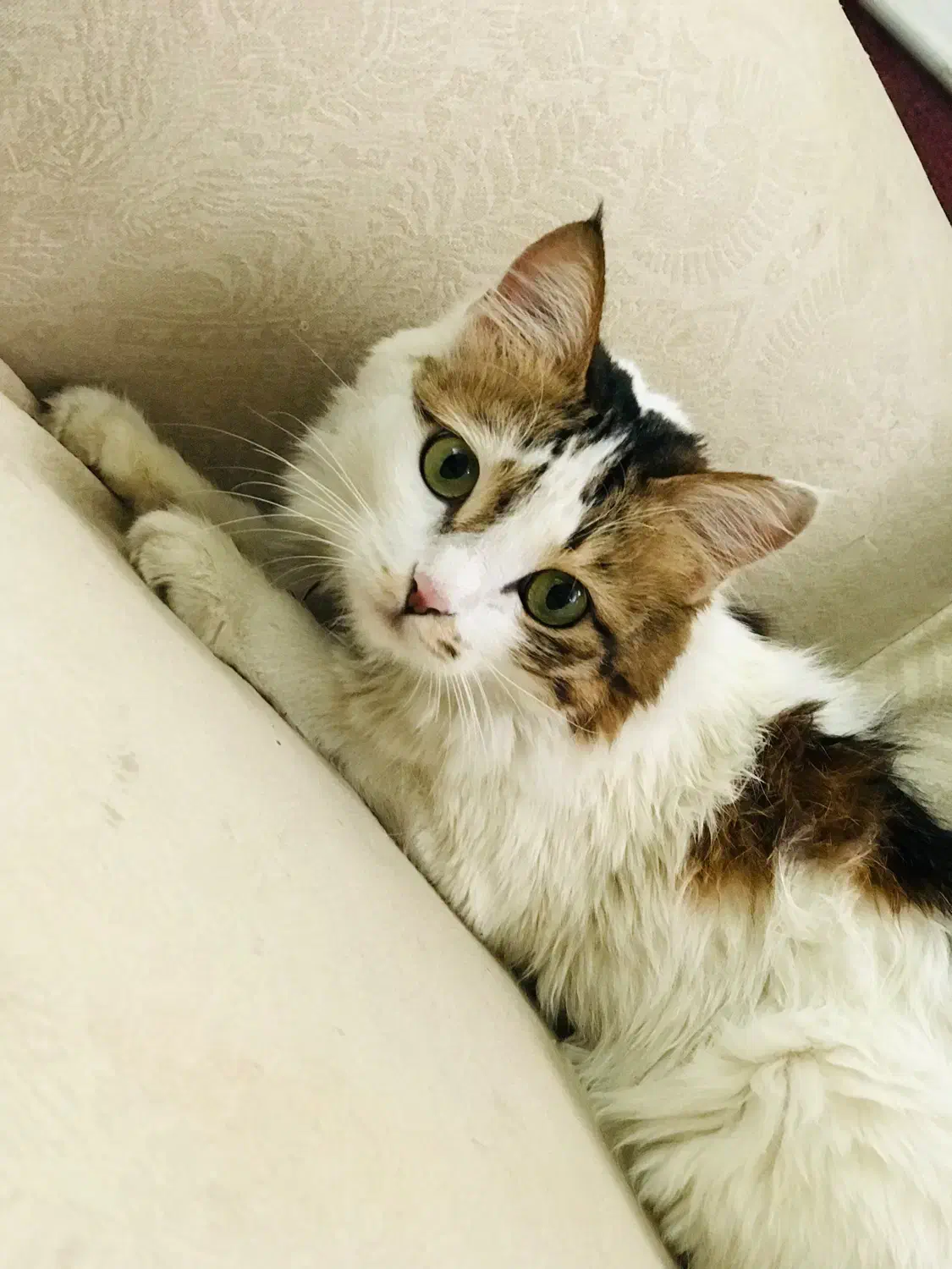 گربه گمشده|حیوانات|مرند, |دیوار