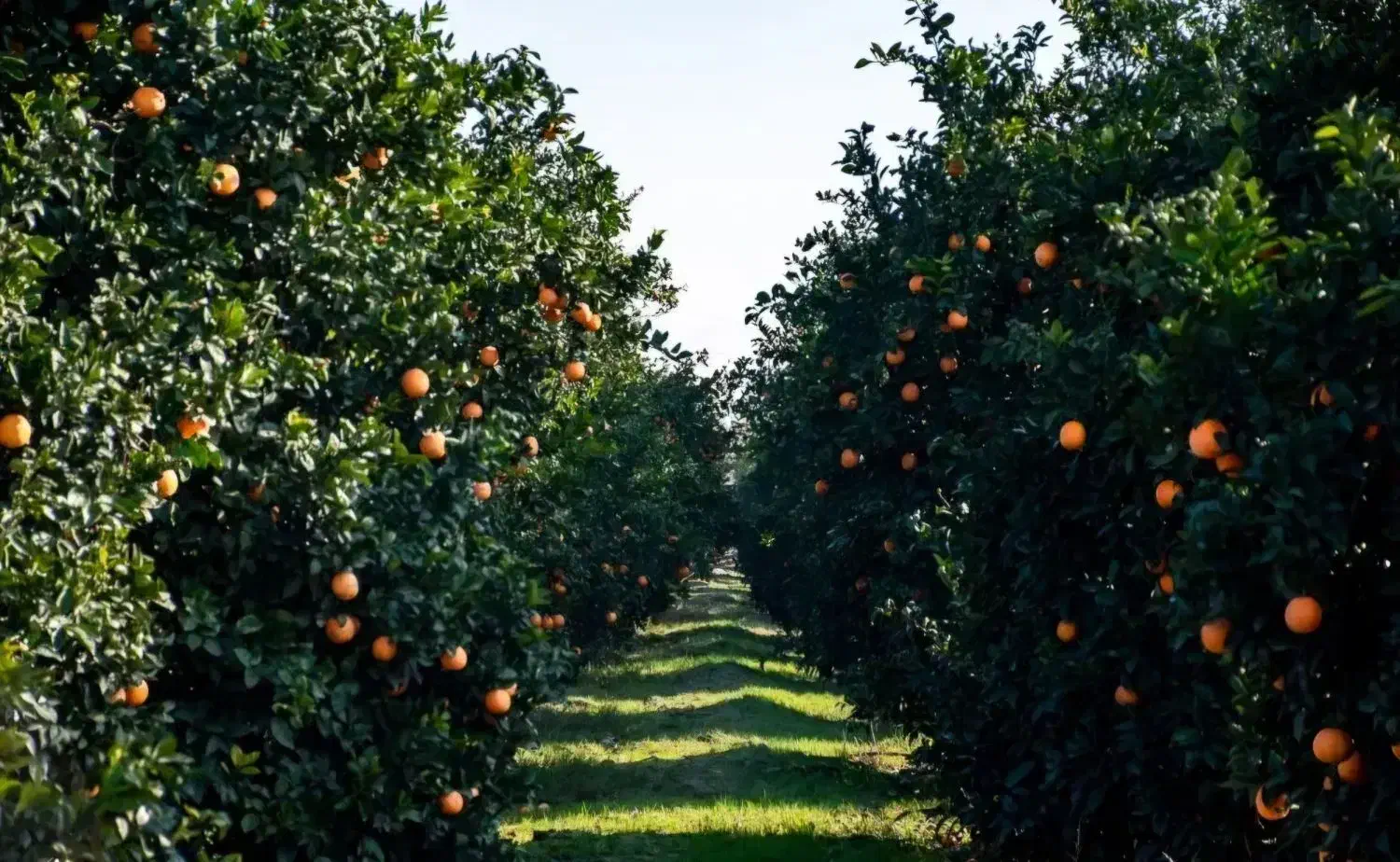 فروش مستقیم پرتقال تامسون از باغدار حدودا ۸ تن|خوردنی و آشامیدنی|سرخرود, |دیوار
