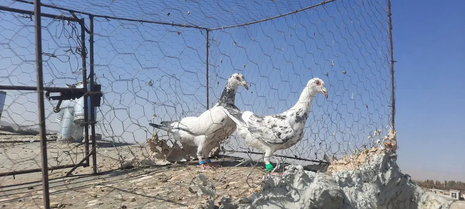 سوسکی جلاد|پرنده|تربت‌حیدریه, ۴۵ متری|دیوار