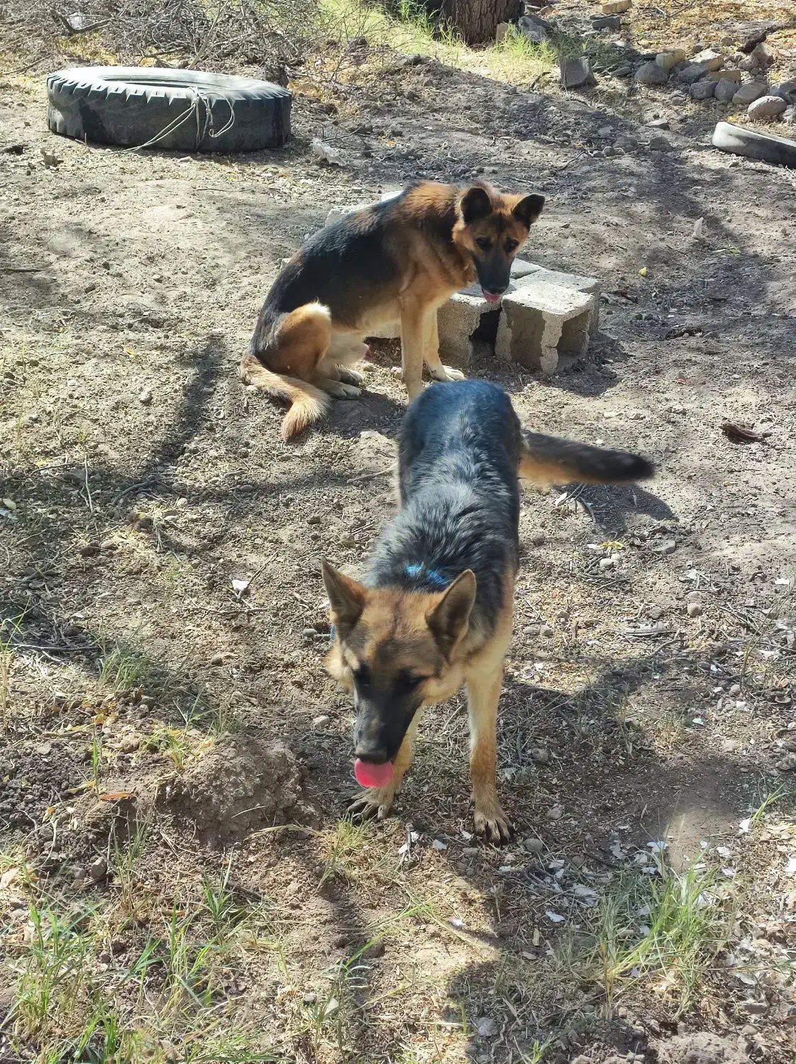 یک جفت سگ ژرمن گم شده|سگ|پاریز, |دیوار