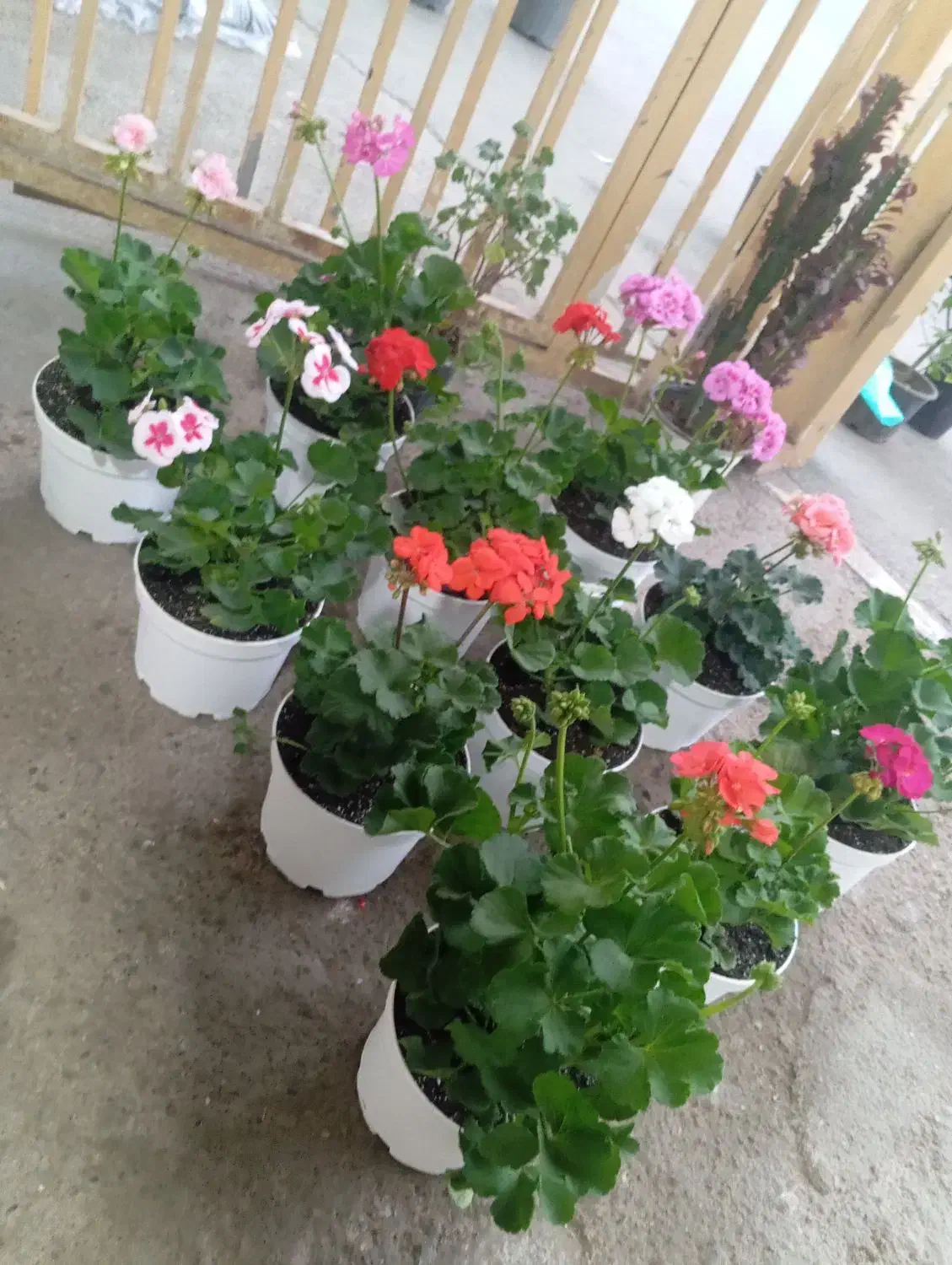 گل شمعدانی پاکوتاه(هلندی)|گل و گیاه طبیعی|رشت, حمیدیان|دیوار