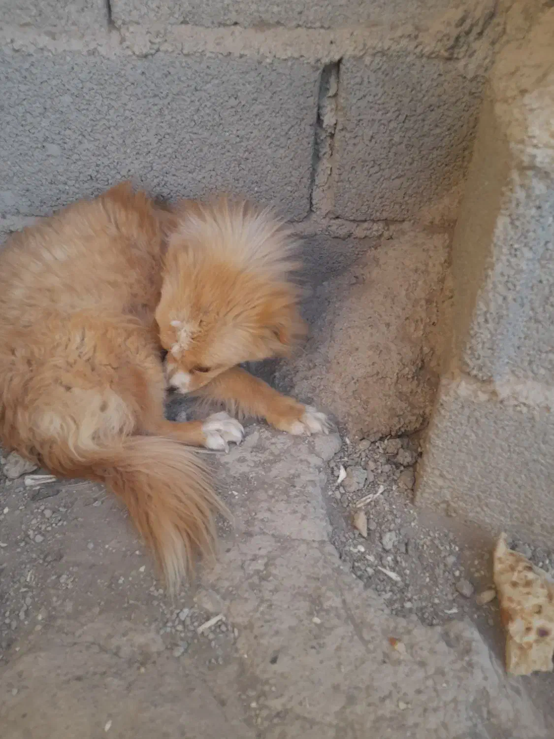 یک سگ فروشی دارم  نر|سگ|صباشهر, |دیوار