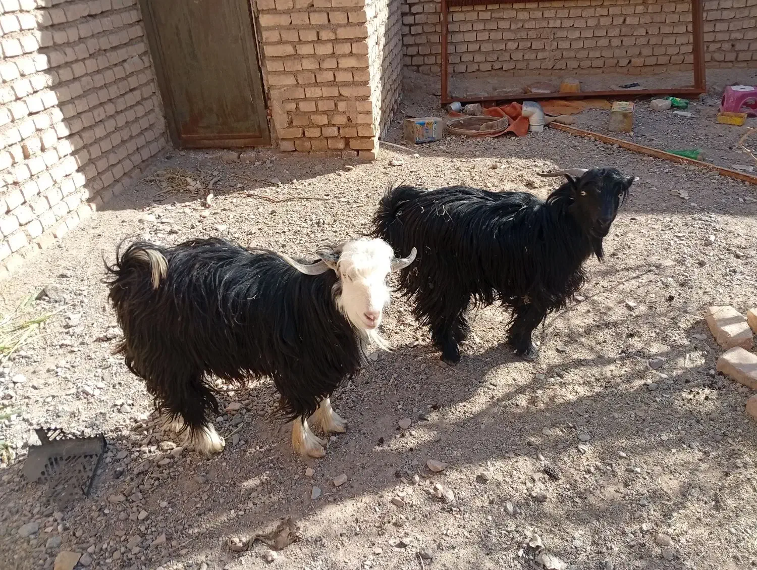 چبش چاق|حیوانات مزرعه|خوسف, |دیوار