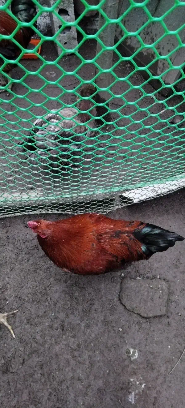 خروس محلی|حیوانات مزرعه|آستانه اشرفیه, |دیوار