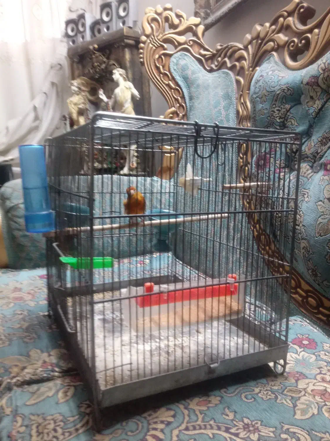 سهره قناری|پرنده|تهران, تهرانپارس جنوبی|دیوار