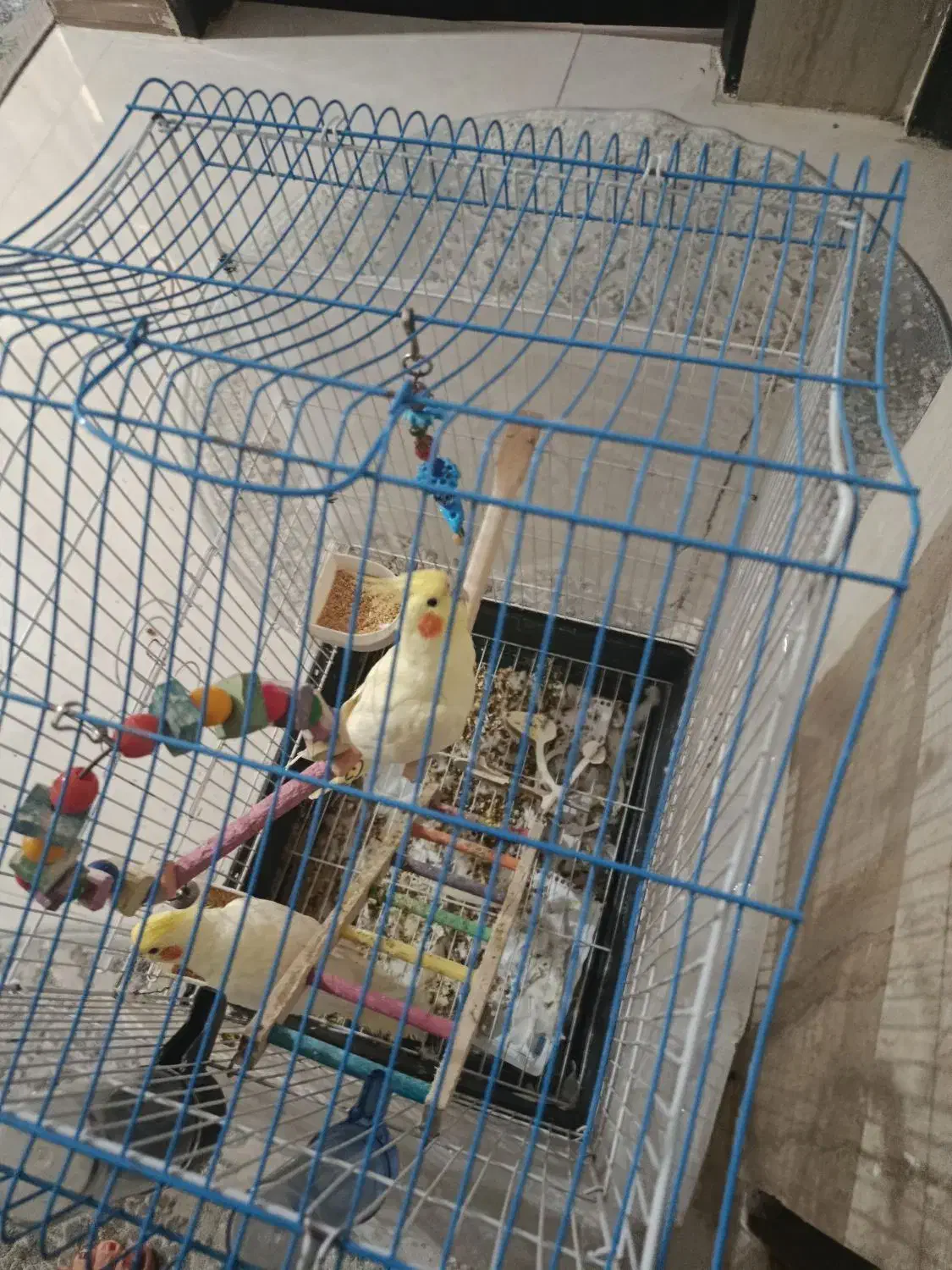 فروشی دو تا عروس هلندی نر و ماده دستی 7ماهه|پرنده|قوچان, |دیوار