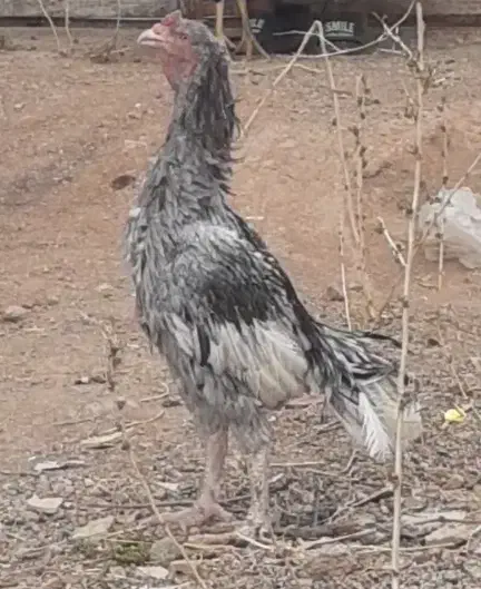 خروس لاری طوسی|حیوانات مزرعه|ضیاء آباد, |دیوار