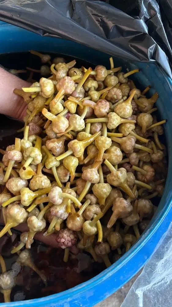 گل سیر|خوردنی و آشامیدنی|رودبار, |دیوار