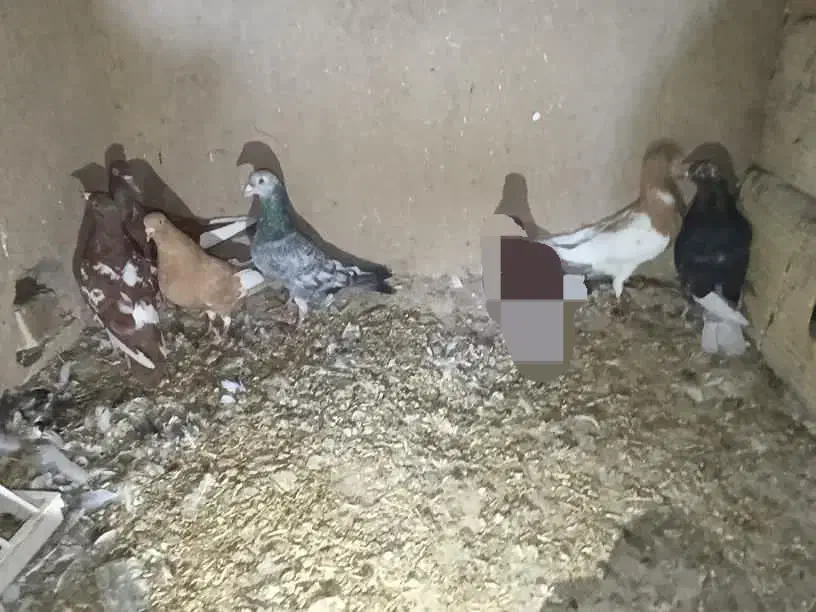 یهودی|پرنده|آشخانه, |دیوار