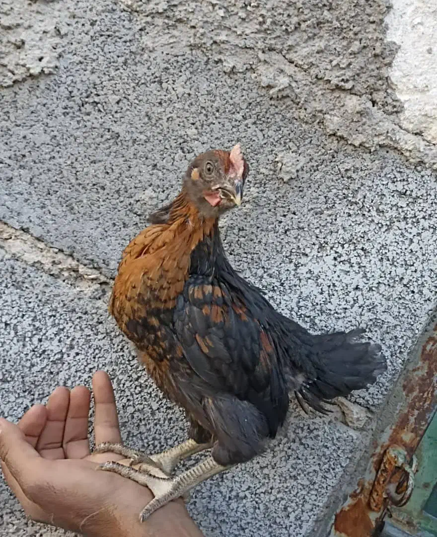 جوجه محلی پاسیاه قیمت 85هزار تومان|حیوانات مزرعه|زرین دشت (فارس), |دیوار