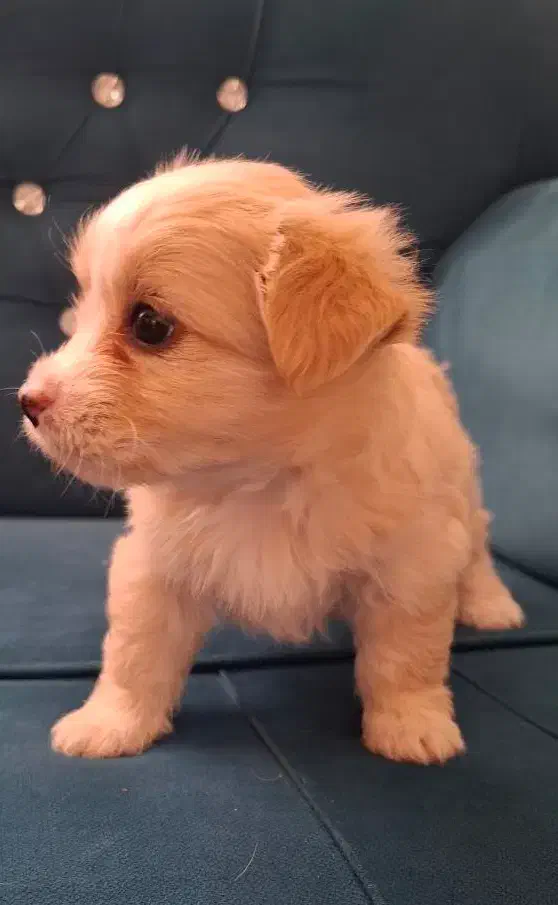 توله سگ|سگ|شیراز, شهرک قمشه|دیوار