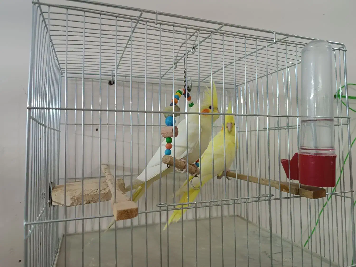 جوجه 4 ماهه عروس هلندی لوتینو|پرنده|بوکان, |دیوار