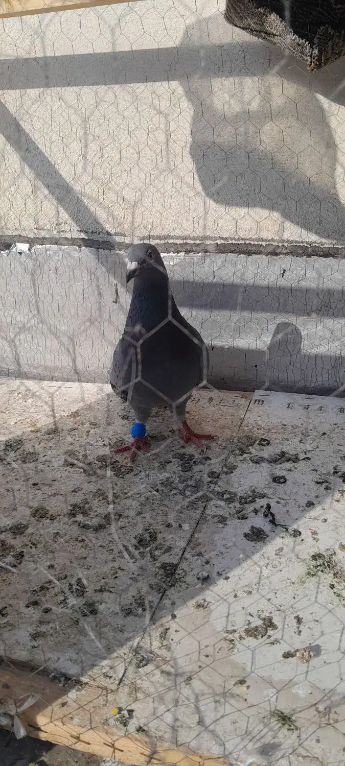 سبز المانی سرهال|پرنده|نگین شهر, |دیوار