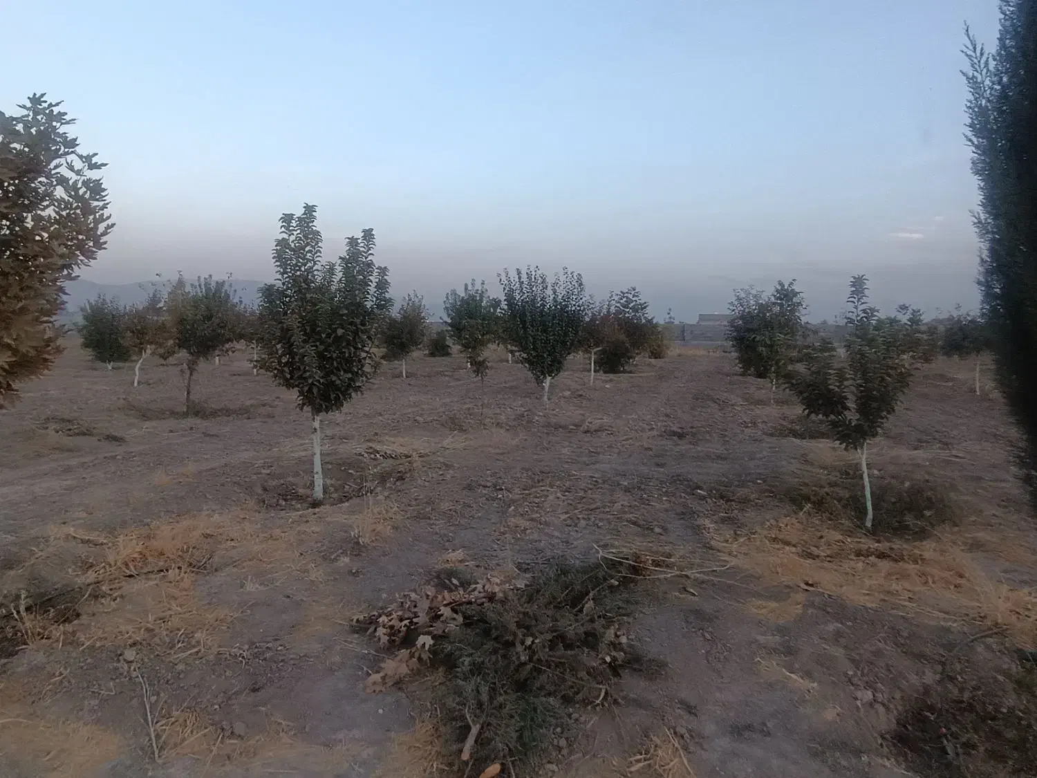 فروش باغ شهری جونجان|فروش زمین و ملک کلنگی|مرودشت, ده بید|دیوار