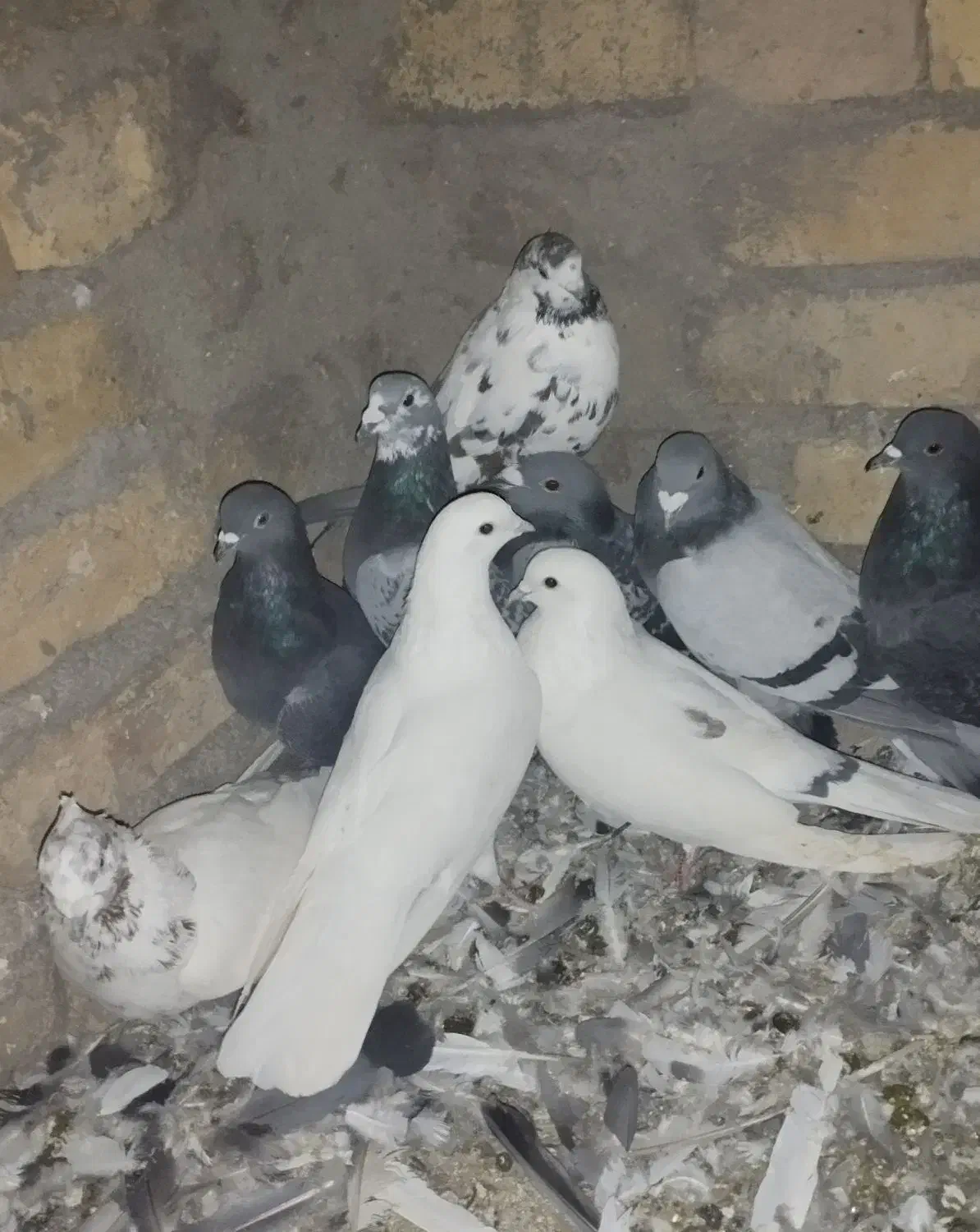 کبوتر جفت|پرنده|سجاس رود, |دیوار