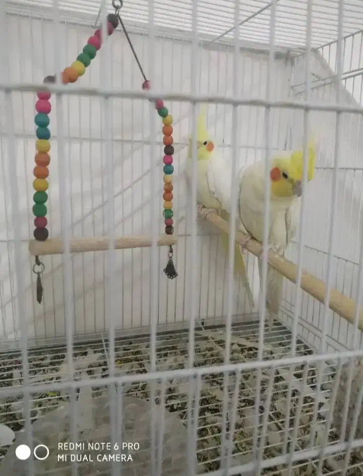 عروس هلندی لیتینو رو تخم|پرنده|خاش, |دیوار