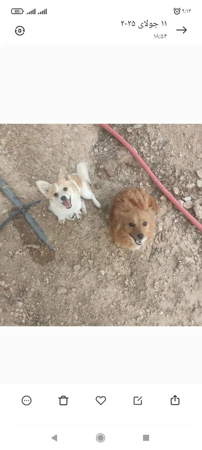 پاکوتاه نرو ماده|حیوانات|زنجان, |دیوار