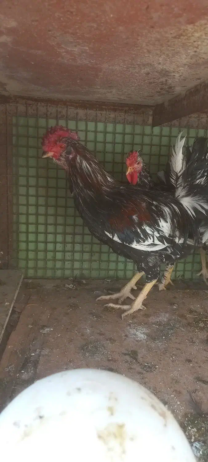 خروس گلین زیباوخشکل|حیوانات مزرعه|قم, صادقی|دیوار