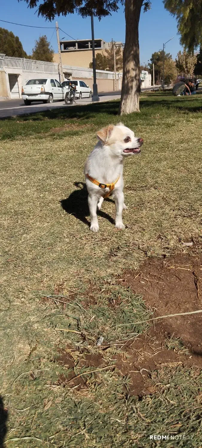 سگ چی واوا جهت کشش|سگ|رفسنجان, |دیوار