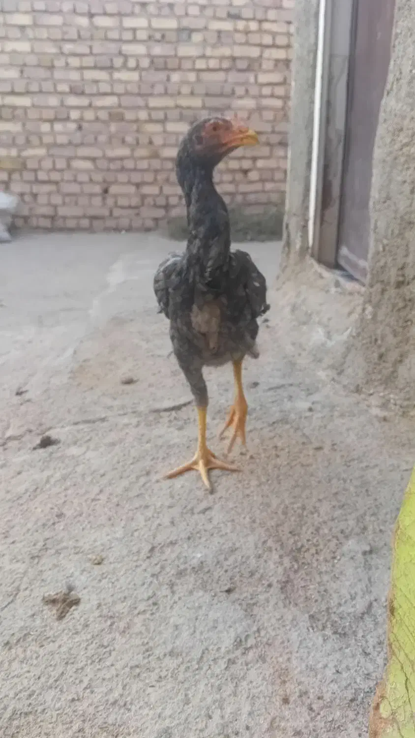 لاری دو جفت جوجه لاری اصل|حیوانات مزرعه|الوند, |دیوار