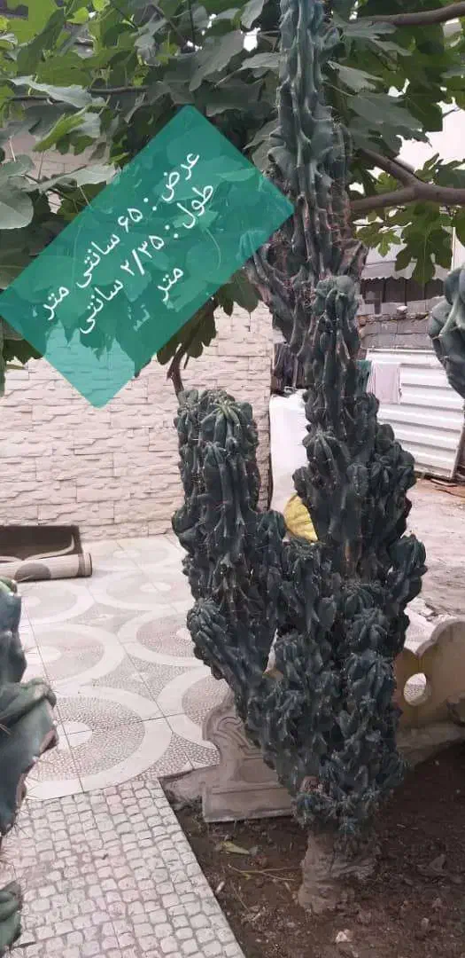 کاکتوس صخره ای سبزسبز|گل و گیاه طبیعی|قائم‌شهر, |دیوار