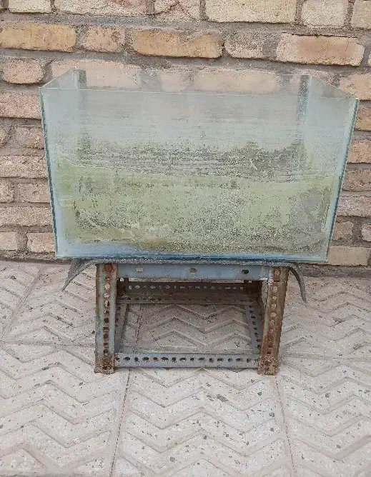 آکواریوم|ماهی|یزد, |دیوار