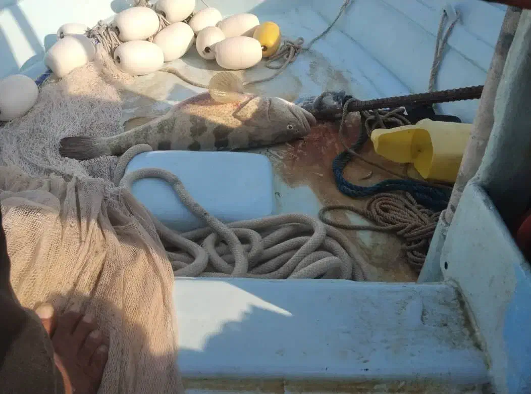 جل کاشغی|قایق و سایر وسایل نقلیه|قشم, |دیوار