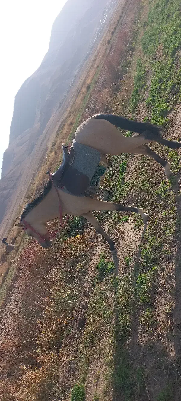 اسب|اسب و تجهیزات اسب‌سواری|آبگرم, |دیوار