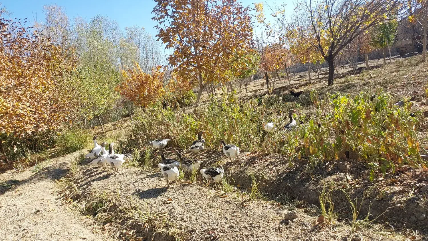 قیمت یک میلیون|حیوانات مزرعه|بیرانوند, |دیوار